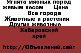 Ягнята мясных пород живым весом.  › Цена ­ 125 - Все города Животные и растения » Другие животные   . Хабаровский край